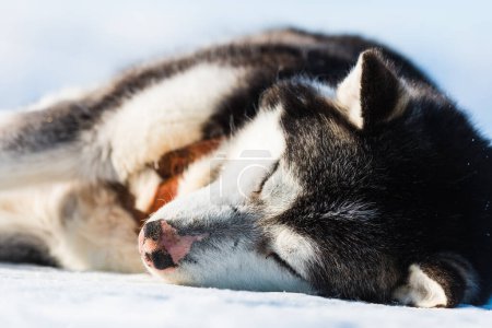 Foto de Cansado perro husky descansando en el mar congelado. - Imagen libre de derechos