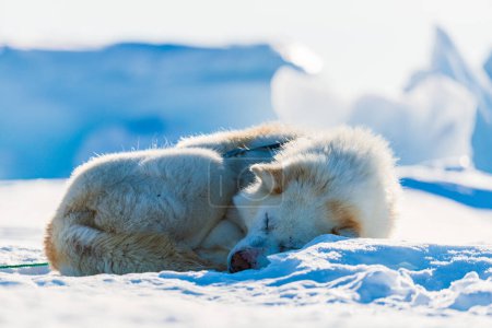 Foto de Cansado perro husky descansando en el mar congelado. - Imagen libre de derechos