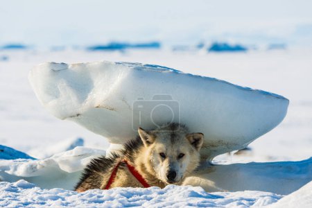 Foto de Siberiano perro husky descansando bajo bloque de nieve - Imagen libre de derechos