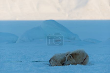 Foto de Cansado perro husky descansando en el mar congelado - Imagen libre de derechos