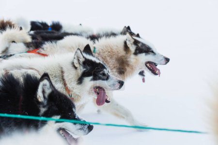 Téléchargez les photos : Chiens Husky courant sur la mer gelée tirant un traîneau - en image libre de droit
