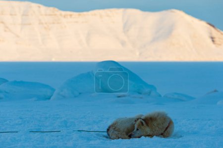 Photo for Tired husky dog resting on frozen sea - Royalty Free Image