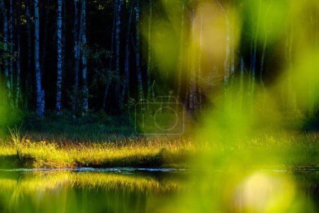 Téléchargez les photos : Lac calme et feuilles vertes devant la forêt, Suède. - en image libre de droit