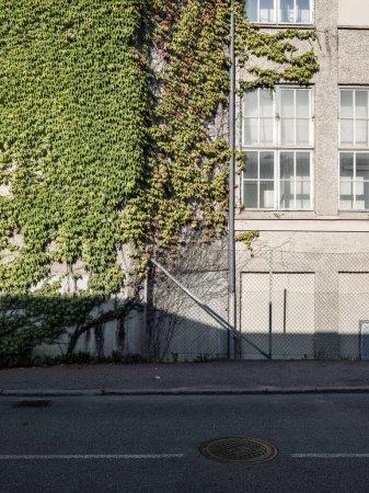 Téléchargez les photos : Lierre vert croissant sur la façade - en image libre de droit