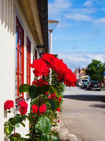 Photo for Close-up shot of roses blooming in European town - Royalty Free Image