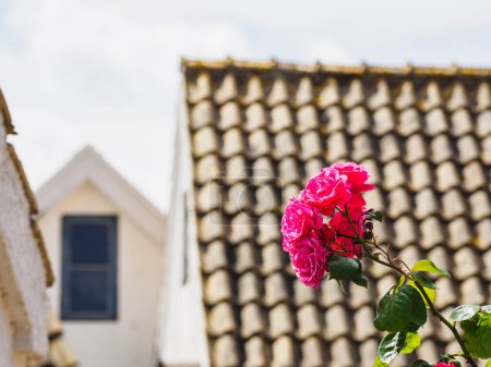 Foto de Primer plano de rosas floreciendo en la ciudad europea - Imagen libre de derechos