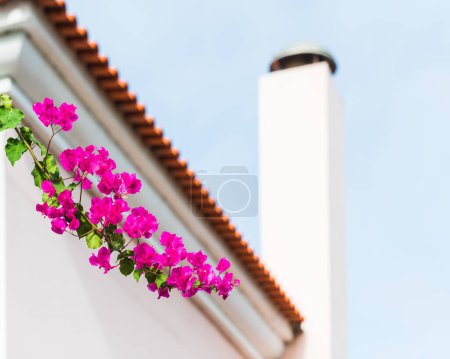 Téléchargez les photos : Fleurs violettes devant le bâtiment - en image libre de droit