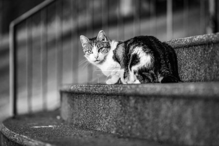Photo for Cat sitting on stairway, Madeira. - Royalty Free Image