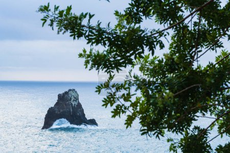 Photo for Sea stack behind tree with leaves - Royalty Free Image
