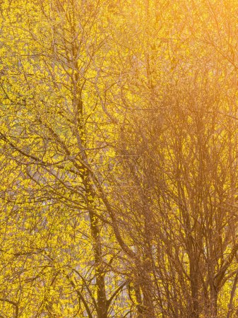 Photo for A tranquil tree branch glistens in yellow sunlight. - Royalty Free Image