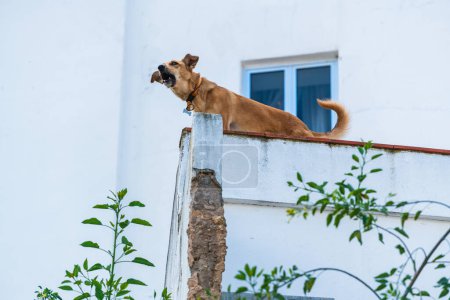Photo for Bottom view of dog barking on fence near building - Royalty Free Image