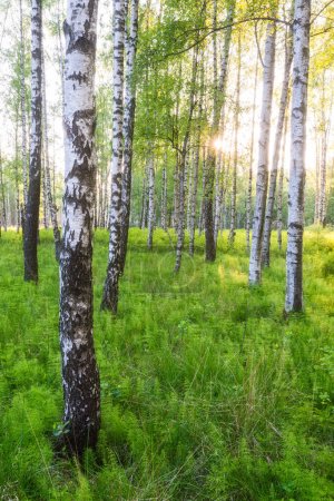 Téléchargez les photos : Lumière du soleil à travers une forêt de bouleaux et d'herbe verte - en image libre de droit