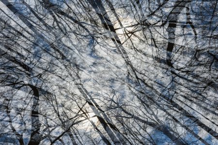 Téléchargez les photos : Une vue d'en bas d'un couvert dense d'arbres sans feuilles avec le soleil brille doucement à travers un jour d'hivers lumineux. - en image libre de droit