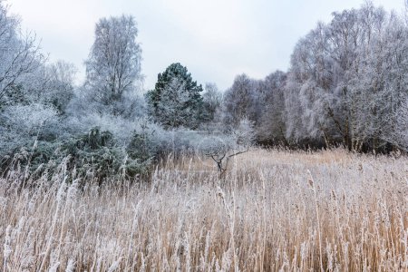 Foto de Un tranquilo paisaje forestal se transforma en un paraíso invernal mientras las heladas cubren los árboles, la hierba y los arbustos en una tranquila exhibición de belleza natural.. - Imagen libre de derechos