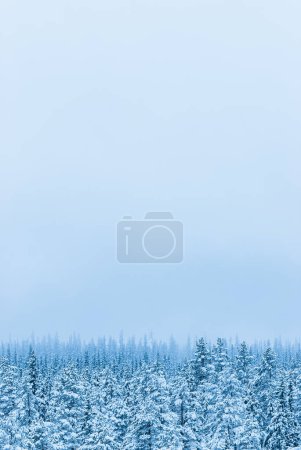 A peaceful expanse of evergreen trees stands under a soft winter sky, each branch heavy with fresh snow.