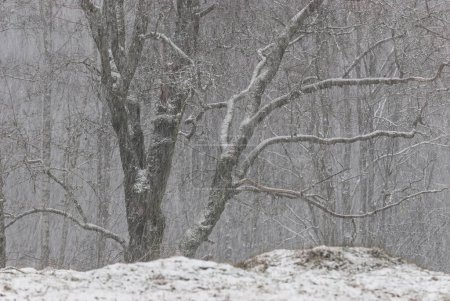 Une scène de forêt tranquille capture des arbres sans feuilles enveloppés par une chute de neige douce, créant un tableau hivernal serein.