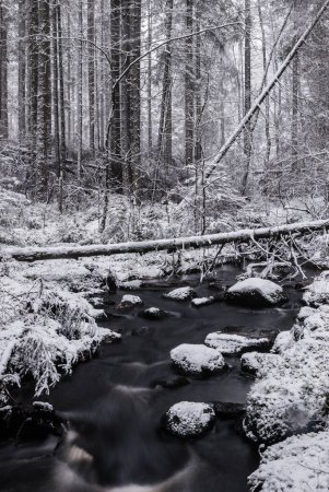 Photo for A serene, monochromatic winter landscape captures a gentle stream flowing through a forest blanketed in fresh snow, with trees standing tall in the quiet. - Royalty Free Image