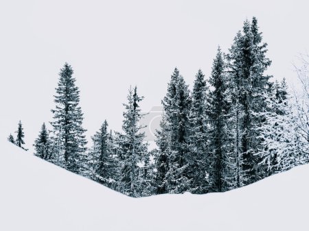 This image captures a tranquil scene of tall coniferous trees blanketed with fresh snow. The overcast skies suggest it might be a cold day in a winter wonderland, where the simplicity of natures beauty stands out in the monochromatic setting.
