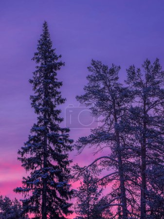 Das Bild fängt einen atemberaubenden Blick auf hohe Kiefern ein, die als silhouettierte Figuren vor dem farbenfrohen Hintergrund eines dämmernden Himmels stehen, der ein atemberaubendes Spektrum an violetten und rosa Farbtönen aufweist..