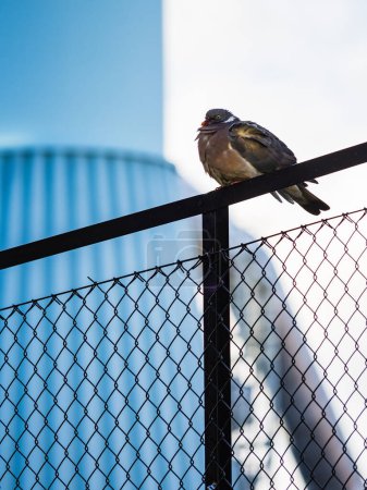 A pigeon is calmly perched atop a metal fence with diamond-shaped mesh. The sun is casting a warm glow on the bird, highlighting its plumes, while the background is a blur of blue sky and soft-focus urban architecture indicative of Gothenburgs citysc