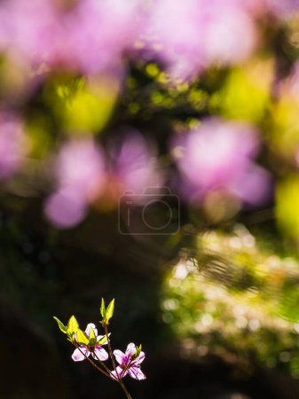 A close-up view captures the delicate spring blossoms at the Gothenburg Botanical Garden. The foreground shows a sharp focus on tiny pink flowers with fresh green leaves, while the background is a soft blur of complementary floral hues, signaling the