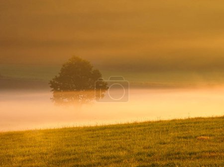Ein einsamer Baum steht in Nebel gehüllt auf einer ruhigen schwedischen Wiese, getaucht in das warme goldene Licht des frühen Morgens. Der Nebel schafft eine traumhafte Atmosphäre, wobei sich die Baumsilhouette sanft auf dem nassen Gras unten spiegelt..