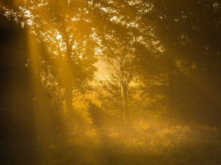The early morning sun casts a warm golden glow through the mist among trees in a tranquil Swedish forest. The light filters through the branches, creating beams that illuminate the forest floor and the surrounding mist.