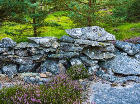 Téléchargez les photos : Un mur de pierre rustique, construit à partir de roches de forme inégale, se dresse au milieu d'une forêt verte animée en Suède. Le mur, recouvert de taches de lichen, est entouré de bruyères pourpres florissantes et de conifères, créant un paysage serein et historique - en image libre de droit