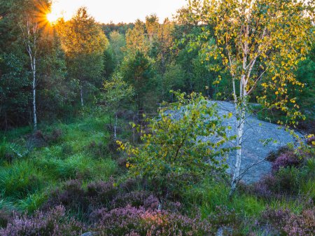 Die goldenen Strahlen der untergehenden Sonne filtern durch die Bäume eines ruhigen schwedischen Waldes und werfen einen warmen Schein über die üppige Landschaft. Ein großer Findling steht inmitten eines Heidefeldes, umgeben von leuchtend grünen Sträuchern und den frühherbstlichen Gelbtönen.