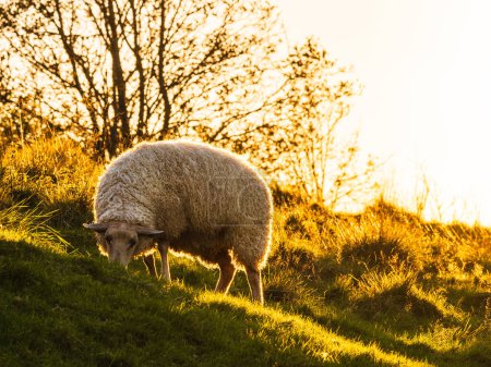 Im warmen Schein der untergehenden Sonne weidet ein friedliches Schaf auf dem sattgrünen Gras der schwedischen Landschaft, am Horizont säumen Baumsilhouetten den Horizont..