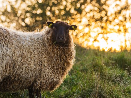 Ein einsames Schaf wird eingefangen, während es auf dem grünen Gras einer schwedischen Weide weidet, während das goldene Licht der untergehenden Sonne durch die Bäume im Hintergrund filtert und einen warmen Schein über die heitere Landschaft wirft..