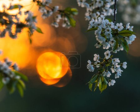 Malerischer Sonnenuntergang hinter blühendem Apfelbaum in Schweden im Frühling