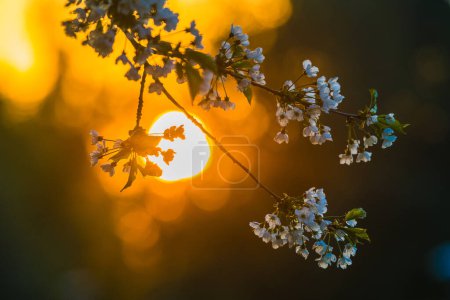 Picturesque Sunset Behind Blooming Apple Tree in Sweden During Springtime
