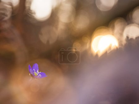 A single hepatica flower stands out with its vibrant purple petals amidst soft focus, basking in the warm glow of a setting sun in the Swedish woodland during springtime, creating a serene and picturesque moment.