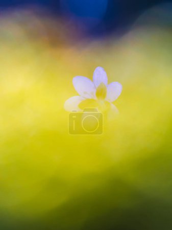 Une fleur solitaire d'hepatica se tient en fleur sereine au milieu d'une brume douce et onirique. Les délicats pétales brillent de pureté sur fond de teintes chaudes et dorées, annonçant l'arrivée du printemps en Suède.
