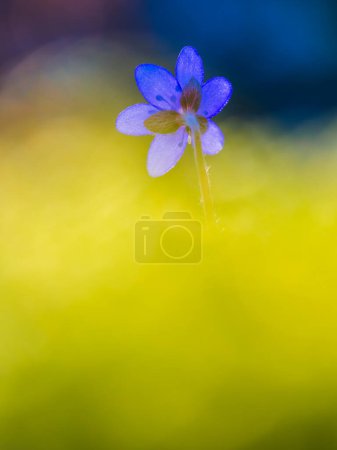 Une fleur solitaire d'hepatica se tient en fleur sereine au milieu d'une brume douce et onirique. Les délicats pétales brillent de pureté sur fond de teintes chaudes et dorées, annonçant l'arrivée du printemps en Suède.
