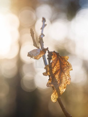 A single withered leaf is captured in close-up against a soft, bokeh background, highlighted by the warm glow of a setting sun in Sweden. The intricate details of the leafs veins are accentuated, offering a stark representation of natures cycle.