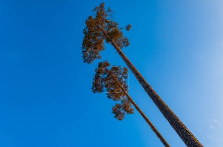 Zwei hoch aufragende Kiefern strecken sich in Richtung eines klaren, strahlend blauen Himmels, ein Beweis für Schwedens üppige Wälder und unberührte Natur. Die Bäume stehen als stille Wächter, ihre Äste reichen nach außen, eine heitere Szene, die die Ruhe der Ruhe ausstrahlt.