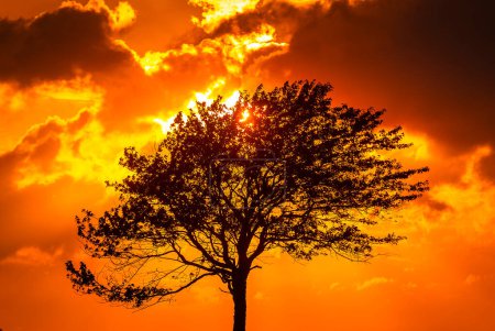 Un árbol solitario está parado contra una puesta de sol vibrante, su silueta marcadamente delineada por los tonos ardientes de naranja y amarillo que llenan el cielo. El sol poniente asoma a través de las ramas de los árboles, proyectando un cálido resplandor que refleja la serena belleza de un sueco.