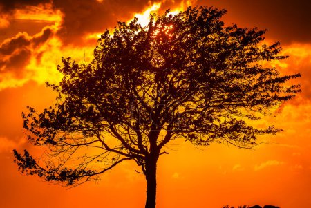 Un árbol solitario está parado contra una puesta de sol vibrante, su silueta marcadamente delineada por los tonos ardientes de naranja y amarillo que llenan el cielo. El sol poniente asoma a través de las ramas de los árboles, proyectando un cálido resplandor que refleja la serena belleza de un sueco.