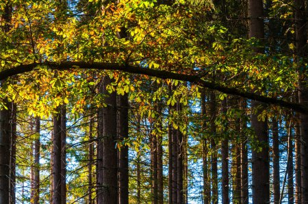 Ein dichter Wald in Schweden mit einer Fülle hoher Bäume, die sich in den Himmel recken. Das Sonnenlicht filtert durch das Vordach und erhellt den Waldboden.