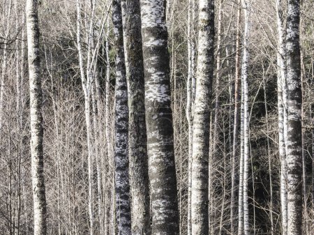 A tranquil scene of a dense stand of birch trees with distinctive white and black bark patterns in a forest located in Sweden. The sunlight filters through the canopy, casting shadows and highlighting the textures of the tree trunks.