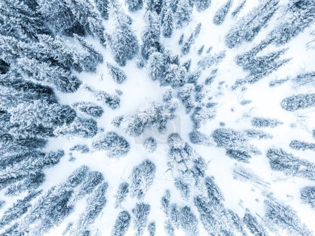 An aerial perspective captures a dense forest in Sweden, its trees heavily coated with snow, creating a stunning contrast against the winter landscape. The intricate arrangement of branches and the soft blanket of snow evoke a serene and chilly atmos