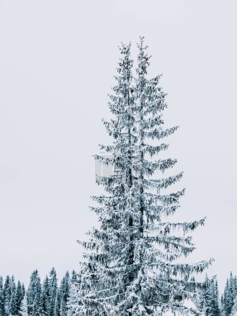 A solitary spruce tree is heavily blanketed with snow, contrasting starkly against the cloudy winter sky in Sweden. The branches display a frosty demeanor, capturing the essence of the cold season in the tranquil Scandinavian wilderness.