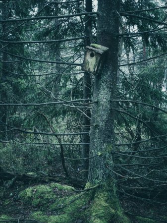 A solitary birdhouse, showing signs of weathering, is affixed to the trunk of a tree amidst the lush greenery of a dense forest in Sweden. The moss-covered ground and the misty ambiance suggest a serene, natural habitat.