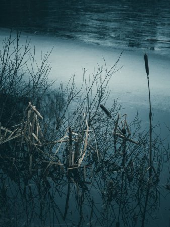 The tranquil blue hues of twilight are captured reflecting on the glassy surface of a pond. Slender reeds and dried plants edge the water, contributing to the calm and serene atmosphere of the scene.