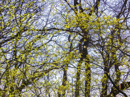 Téléchargez les photos : La canopée d'une forêt suédoise grouille de vie sous forme de bourgeon de feuilles vertes fraîches sur les branches, signalant l'arrivée du printemps. La lumière du soleil filtre à travers les brindilles entrelacées, créant une mosaïque vibrante de lumière et de couleur. - en image libre de droit