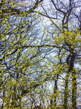 Foto de El dosel de un bosque sueco rebosa de vida mientras las hojas verdes frescas brotan en las ramas, lo que indica la llegada de la primavera. La luz del sol se filtra a través de las ramitas entrelazadas, creando un vibrante mosaico de luz y color. - Imagen libre de derechos