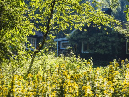 A serene house nestles amidst vibrant foliage on a warm summer day in Molndal, Sweden. Sunlight filters through the leaves, casting soft shadows on the abundant plants and flowers that frame this idyllic suburban retreat. The peace of the setting ev