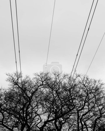 The stark silhouettes of leafless trees are framed against a cloudy grey sky, intersected by the bold lines of overhead power cables. The bare branches form an intricate network, reminiscent of natural fractals, set in contrast to the man-made electr